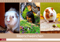Meerschweinchen 2020. Tierische Impressionen (Wandkalender 2020 DIN A4 quer) von Lehmann (Hrsg.),  Steffani