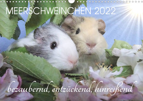 Meerschweinchen 2022 – bezaubernd, hinreißend, entzückend (Wandkalender 2022 DIN A3 quer) von Hampe-Neves,  Sabine