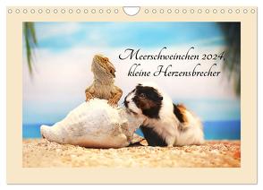 Meerschweinchen 2024, kleine Herzensbrecher (Wandkalender 2024 DIN A4 quer), CALVENDO Monatskalender von Foto Grafia Fotografie,  Anja