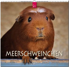 Meerschweinchen