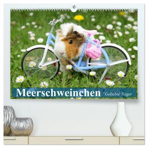 Meerschweinchen. Geliebte Nager (hochwertiger Premium Wandkalender 2024 DIN A2 quer), Kunstdruck in Hochglanz von Stanzer,  Elisabeth