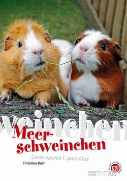 Meerschweinchen von Koch,  Christian