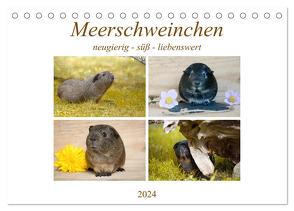 MEERSCHWEINCHEN neugierig – süß – liebenswert (Tischkalender 2024 DIN A5 quer), CALVENDO Monatskalender von Fischer,  Petra