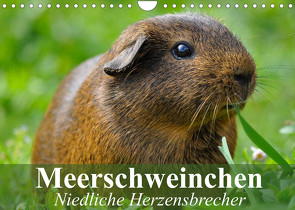 Meerschweinchen Niedliche Herzensbrecher (Wandkalender 2022 DIN A4 quer) von Stanzer,  Elisabeth