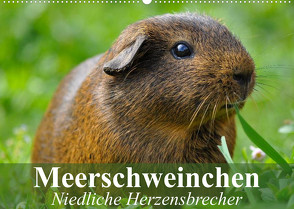 Meerschweinchen Niedliche Herzensbrecher (Wandkalender 2023 DIN A2 quer) von Stanzer,  Elisabeth