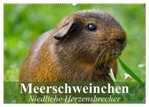 Meerschweinchen Niedliche Herzensbrecher (Wandkalender 2024 DIN A2 quer), CALVENDO Monatskalender von Stanzer,  Elisabeth