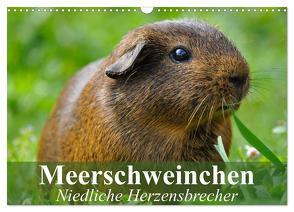 Meerschweinchen Niedliche Herzensbrecher (Wandkalender 2024 DIN A3 quer), CALVENDO Monatskalender von Stanzer,  Elisabeth