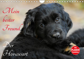Mein bester Freund – Der Hovawart (Wandkalender 2023 DIN A4 quer) von Starick,  Sigrid
