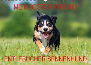 Mein bester Freund – Entlebucher Sennenhund (Wandkalender 2019 DIN A2 quer) von N.,  N.