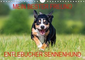 Mein bester Freund – Entlebucher Sennenhund (Wandkalender 2019 DIN A4 quer) von N.,  N.