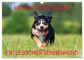 Mein bester Freund – Entlebucher Sennenhund (Wandkalender 2024 DIN A3 quer), CALVENDO Monatskalender