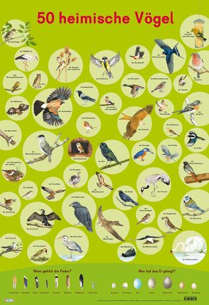 Mein Lernposter: 50 Heimische Vögel von Henkel,  Christine, Mähler,  Maria