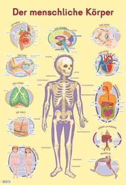 Mein Lernposter: VE 5 Der menschliche Körper