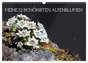 Meine 12 schönsten Alpenblumen (Wandkalender 2024 DIN A3 quer), CALVENDO Monatskalender von Kramer,  Christa