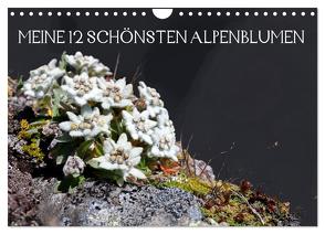 Meine 12 schönsten Alpenblumen (Wandkalender 2024 DIN A4 quer), CALVENDO Monatskalender von Kramer,  Christa