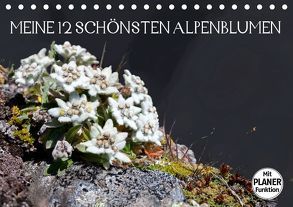 Meine 12 schönsten AlpenblumenAT-Version (Tischkalender 2019 DIN A5 quer) von Kramer,  Christa