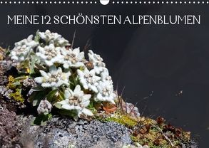 Meine 12 schönsten AlpenblumenAT-Version (Wandkalender 2018 DIN A3 quer) von Kramer,  Christa