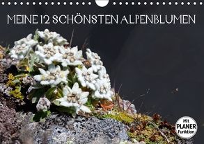 Meine 12 schönsten AlpenblumenAT-Version (Wandkalender 2018 DIN A4 quer) von Kramer,  Christa