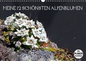 Meine 12 schönsten AlpenblumenAT-Version (Wandkalender 2019 DIN A3 quer) von Kramer,  Christa