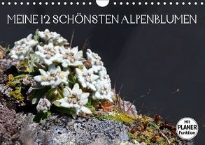 Meine 12 schönsten AlpenblumenAT-Version (Wandkalender 2019 DIN A4 quer) von Kramer,  Christa