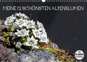 Meine 12 schönsten AlpenblumenAT-Version (Wandkalender 2020 DIN A3 quer) von Kramer,  Christa