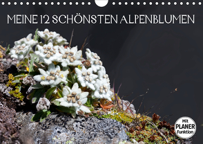 Meine 12 schönsten AlpenblumenAT-Version (Wandkalender 2020 DIN A4 quer) von Kramer,  Christa