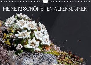 Meine 12 schönsten AlpenblumenAT-Version (Wandkalender 2022 DIN A4 quer) von Kramer,  Christa