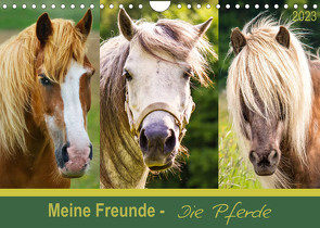 Meine Freunde – die Pferde (Wandkalender 2023 DIN A4 quer) von DESIGN Photo + PhotoArt,  AD, Dölling,  Angela