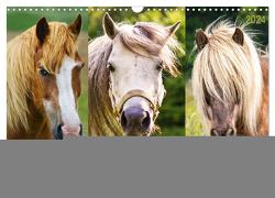 Meine Freunde – die Pferde (Wandkalender 2024 DIN A3 quer), CALVENDO Monatskalender von Dölling,  AD DESIGN Photo + PhotoArt,  Angela
