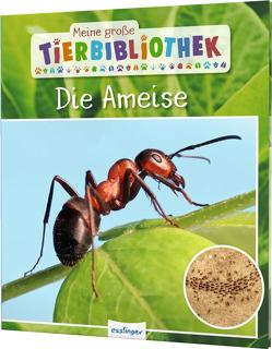 Meine große Tierbibliothek: Die Ameise von Gutjahr,  Axel