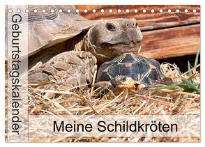 Meine Schildkröten – Geburtstagskalender (Tischkalender 2024 DIN A5 quer), CALVENDO Monatskalender von Sixt,  Marion