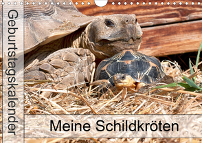 Meine Schildkröten – Geburtstagskalender (Wandkalender 2021 DIN A4 quer) von Sixt,  Marion