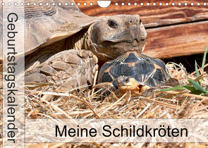 Meine Schildkröten – Geburtstagskalender (Wandkalender 2022 DIN A4 quer) von Sixt,  Marion