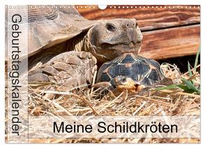 Meine Schildkröten – Geburtstagskalender (Wandkalender 2024 DIN A3 quer), CALVENDO Monatskalender von Sixt,  Marion