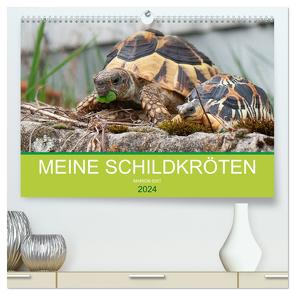 Meine Schildkröten (hochwertiger Premium Wandkalender 2024 DIN A2 quer), Kunstdruck in Hochglanz von Sixt,  Marion