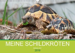 Meine Schildkröten (Wandkalender 2019 DIN A3 quer) von Sixt,  Marion