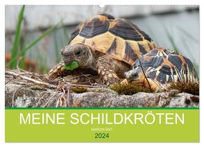 Meine Schildkröten (Wandkalender 2024 DIN A2 quer), CALVENDO Monatskalender von Sixt,  Marion