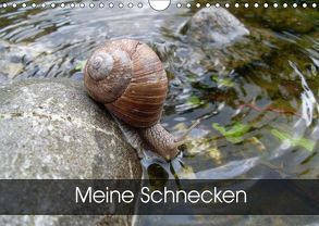 Meine SchneckenAT-Version (Wandkalender 2019 DIN A4 quer) von Schlüfter,  Elken