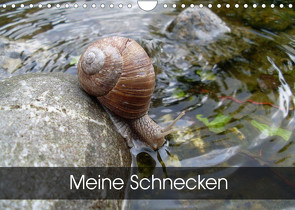 Meine SchneckenAT-Version (Wandkalender 2023 DIN A4 quer) von Schlüfter,  Elken