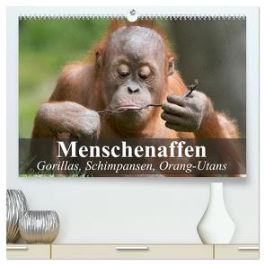 Menschenaffen. Gorillas, Schimpansen, Orang-Utans (hochwertiger Premium Wandkalender 2024 DIN A2 quer), Kunstdruck in Hochglanz von Stanzer,  Elisabeth