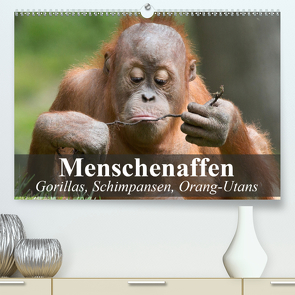 Menschenaffen. Gorillas, Schimpansen, Orang-Utans (Premium, hochwertiger DIN A2 Wandkalender 2021, Kunstdruck in Hochglanz) von Stanzer,  Elisabeth