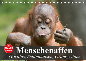 Menschenaffen. Gorillas, Schimpansen, Orang-Utans (Tischkalender 2022 DIN A5 quer) von Stanzer,  Elisabeth