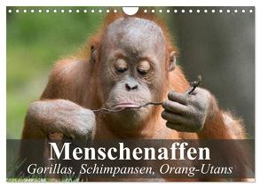 Menschenaffen. Gorillas, Schimpansen, Orang-Utans (Wandkalender 2024 DIN A4 quer), CALVENDO Monatskalender von Stanzer,  Elisabeth