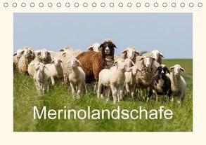 Merinolandschafe (Tischkalender 2018 DIN A5 quer) von Poetsch,  Rolf