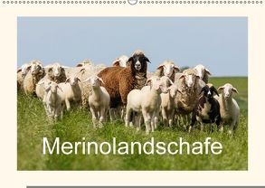 Merinolandschafe (Wandkalender 2018 DIN A2 quer) von Poetsch,  Rolf