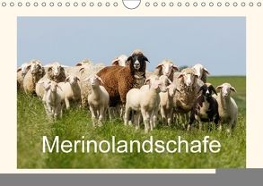 Merinolandschafe (Wandkalender 2018 DIN A4 quer) von Poetsch,  Rolf