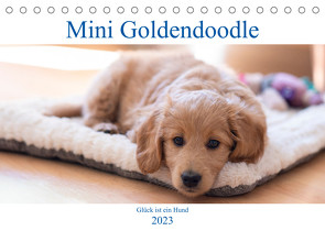 Mini Goldendoodle – Glück ist ein Hund (Tischkalender 2023 DIN A5 quer) von Schulz,  Stephan