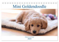 Mini Goldendoodle – Glück ist ein Hund (Tischkalender 2024 DIN A5 quer), CALVENDO Monatskalender von Schulz,  Stephan