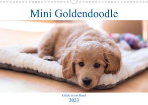 Mini Goldendoodle – Glück ist ein Hund (Wandkalender 2023 DIN A3 quer) von Schulz,  Stephan