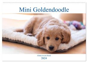 Mini Goldendoodle – Glück ist ein Hund (Wandkalender 2024 DIN A2 quer), CALVENDO Monatskalender von Schulz,  Stephan